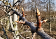 #1 Komunikat sadowniczy SAD24.pl – zabiegi glinką kaolinową na gruszach, 16.02.2022