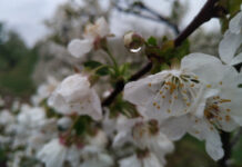 Wiosna w sadzie czereśniowym – jak uniknąć problemów – spotkanie online 18 lutego, godz. 19.00