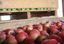 Dylematy sadowników dotyczące sprzedaży jabłek deserowych