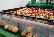Eksport jabłek w maju to przede wszystkim Kazachstan i Białoruś