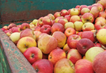 Jabłka przemysłowe: cena „po groszu” w górę