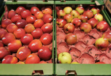 W Biedronce coraz więcej jabłek bezpośrednio od sadowników