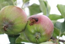 owocówka jabłóweczka