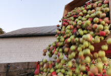 Sprzyjająca sytuacja w handlu koncentratem jabłkowym
