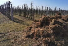 Duży popyt na nawozy naturalne. Ich ceny także rosną