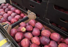Ceny jabłek są zróżnicowane, ale sadownicy je podnoszą