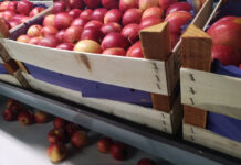 Aktualne ceny jabłek w grupach producenckich – 26 kwietnia 2022