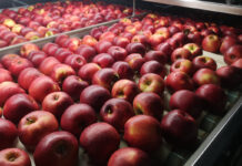 Eksport jabłek na Białoruś w czerwcu o 33% większy niż rok temu