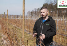 Ochrona i nawożenie wiosenne malin – komunikat jagodowy Agrosimex, 15.04.2022