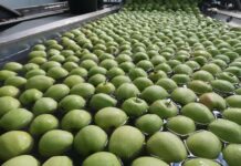 ceny jabłek w grupach producenckich