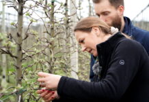 Aktualna sytuacja w sadach w powiecie grójeckim, Dobiecin, 22.04.2022 (VIDEO)