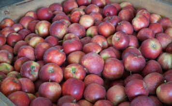 jabłka deserowe wycofane do przetwórstwa