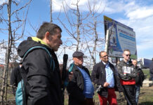 Zapisz się na pokazy cięcia jabłoni w Sandomierzu – 2 lutego 2023