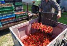 Jakich cen truskawek w skupie oczekują plantatorzy?