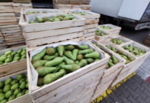 Otwarty rynek białoruski ożywia handel gruszkami w Beneluksie