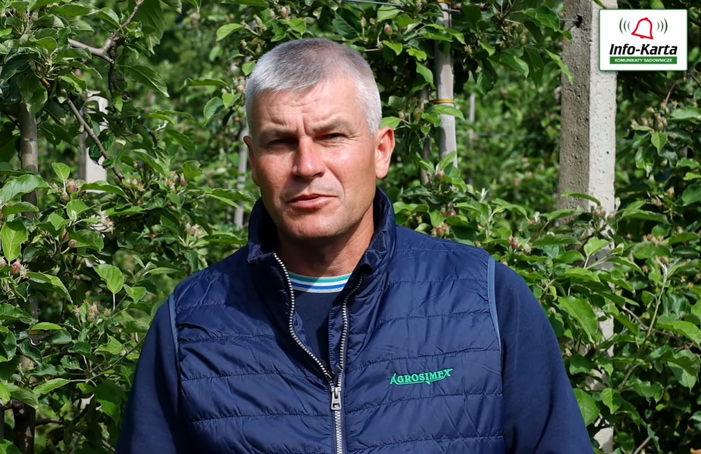 Komunikat sadowniczy Agrosimex – 26.05.2022 – Jabłonie po kwitnieniu – przerzedzanie, ochrona, nawożenie