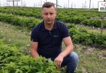 Bieżące zalecenia w uprawie malin – komunikat jagodowy Agrosimex – 20.05.2022
