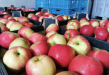Ceny jabłek w grupach producenckich – 17 maja 2022