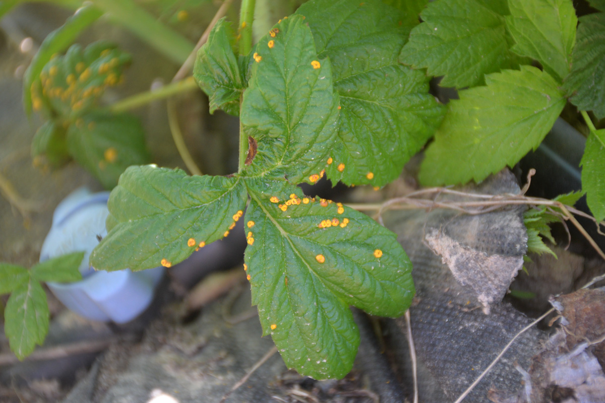 Odmiana ‘Polana’