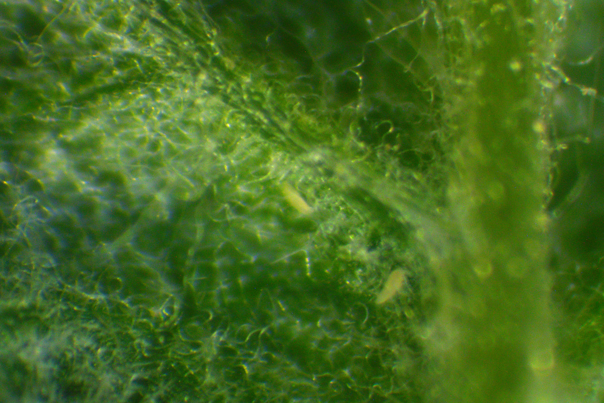 Odmiana ‘Glen Ample’