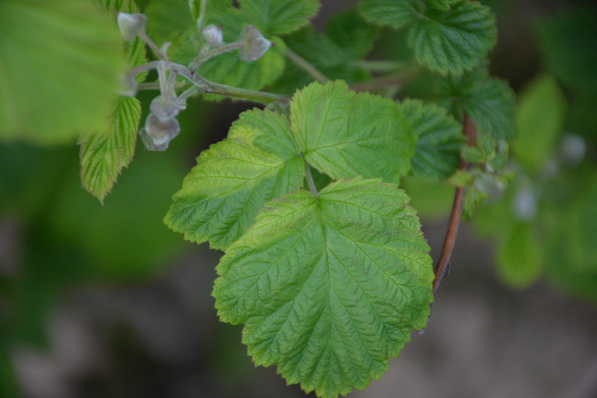 Odmiana ‘Glen Ample’