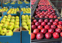 Do Europy przypłynie mniej jabłek z południowej półkuli