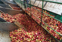 Kolejny rekord eksportu polskiego koncentratu jabłkowego do USA