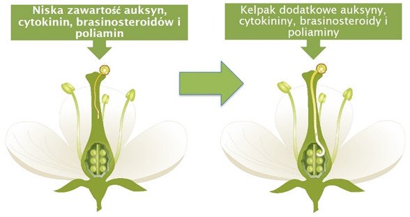 kelpak