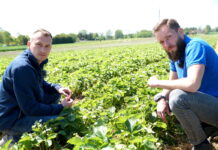 Przed przymrozkami – komunikat truskawkowy, relacja z Czerwińska, 17.05.2022