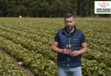 Bieżące zalecenia w uprawie truskawek – komunikat jagodowy Agrosimex, 26.05.2022