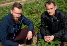Aktualna sytuacja na plantacjach truskawek w rejonie Czerwińska nad Wisłą, 08.05.2022 [Video]