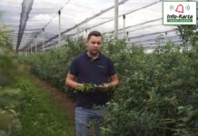 Zalecenia w uprawie borówki w okresie wzrostu owoców – komunikat jagodowy Agrosimex z 17.06.2022r.
