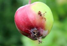 Owocówka jabłkóweczka – aktualna sytuacja w sadach, 06.06.2022