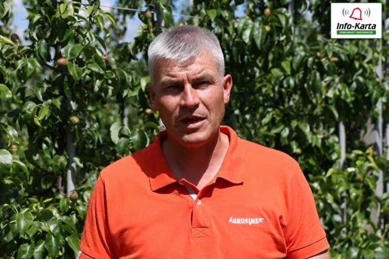 Komunikat sadowniczy Agrosimex – GRUSZE. Ochrona przed miodówką, nawożenie i dokarmianie sadów gruszowych – 24.06.2022