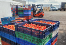 Skup truskawek 2022 – ceny powoli rosną