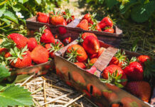 Producenci truskawek coraz chętniej sprzedają owoce w tekturowych opakowaniach