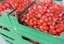 Czereśnie i 5-kilogramowe opakowanie