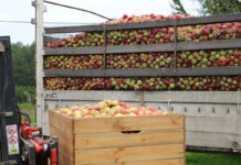Trudno o komentarz wobec aktualnych obniżek cen jabłek przemysłowych…