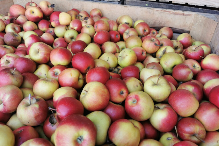 Koniec mechanizmu wycofania. Jak wpłynął na rynek jabłek?