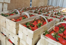 Początek zbiorów z gruntu to koniec importu truskawek