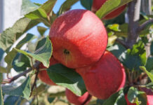 Francja jako pierwsza publikuje prognozy zbioru jabłek w 2022