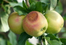 oparzenia słoneczne jabłek