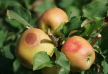 oparzenia sloneczne na jablkach