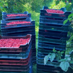 Plantatorzy malin w Serbii blokują mroźnie i żądają wyższych cen skupu
