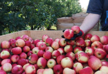 Ile jabłek zbierzemy w tym roku? GUS już oszacował