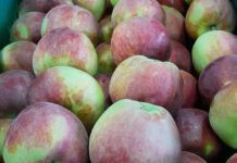 W sprzedaży pojawiły się pierwsze odmiany jabłek z nowego sezonu