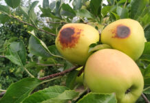 Holenderscy sadownicy zraszali sady w obawie przed oparzeniami jabłek
