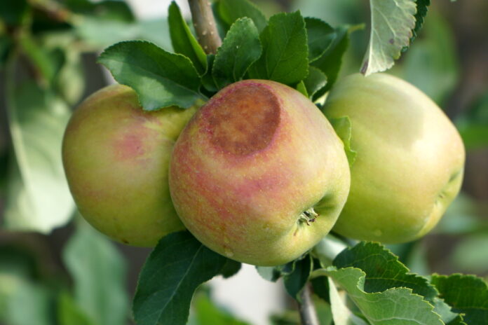 oparzenia słoneczne jabłek