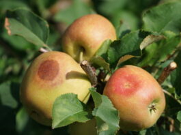oparzenia sloneczne na jablkach