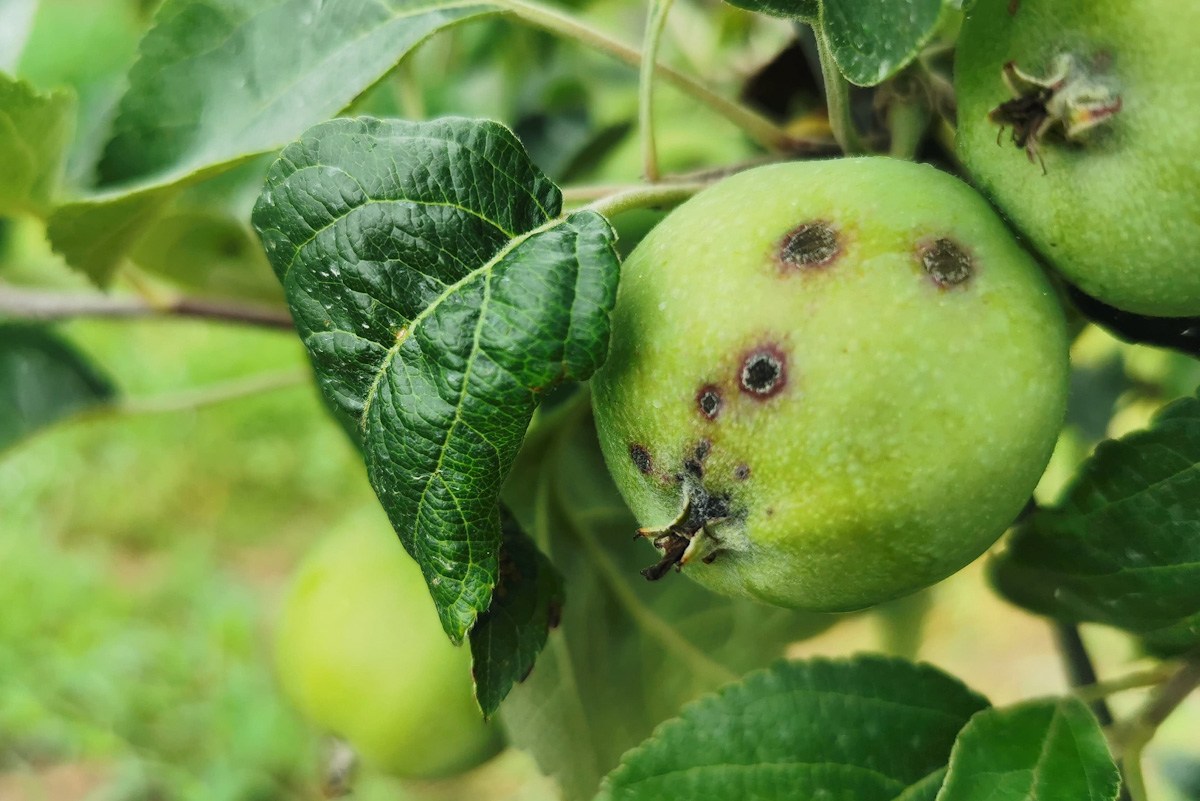 Jak chronić rosnące owoce latem? Monitoring i zalecenie BASF
